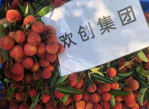 夏日好“枝”味，天行（中国）天行在线发福“荔”啦